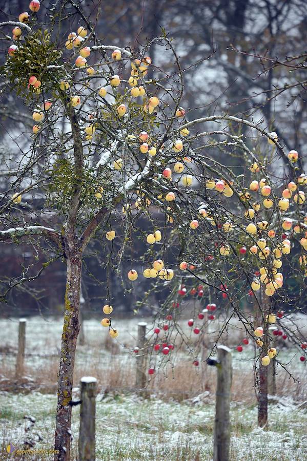 Nom de l'image : D30038085_1_(c)Norbert-JUNG — Description :